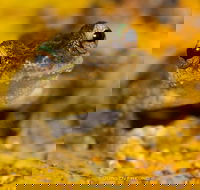 Daintree and Cape Tribulation Full Day Guided Tour - Accommodation Georgetown