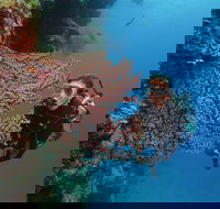 Silversonic Outer Great Barrier Reef Dive and Snorkel Cruise from Port Douglas - Accommodation Georgetown