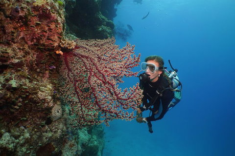 Silversonic Outer Great Barrier Reef Dive And Snorkel Cruise From Port Douglas - Accommodation Georgetown 0