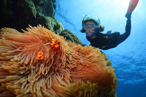 Silversonic Outer Great Barrier Reef Dive And Snorkel Cruise From Port Douglas - Accommodation Georgetown 3