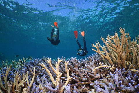 Silversonic Outer Great Barrier Reef Dive And Snorkel Cruise From Port Douglas - Accommodation Georgetown 4