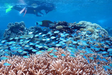 Silversonic Outer Great Barrier Reef Dive And Snorkel Cruise From Port Douglas - Accommodation Georgetown 5
