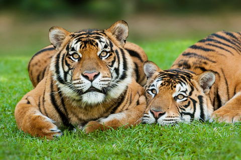 The Ultimate Gold Coast Attractions Pass - Accommodation Georgetown 2