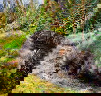 Cradle Mountain National Park Day Tour from Launceston - Accommodation Georgetown