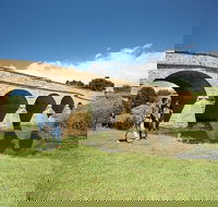 Bonorong Wildlife Park and Richmond Afternoon Tour from Hobart - Accommodation Georgetown