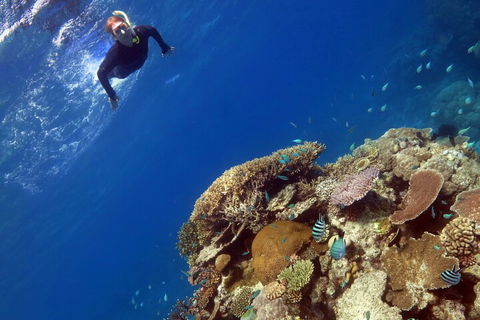Silverswift Outer Great Barrier Reef Dive And Snorkel Cruise From Cairns - Accommodation Georgetown 3