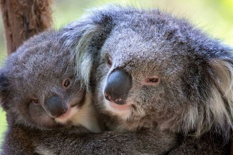 Half-Day Or Full-Day Tour With Private Guide From Melbourne - Accommodation Georgetown 1