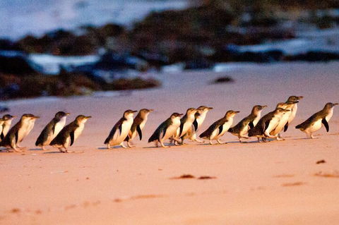 Half-Day Or Full-Day Tour With Private Guide From Melbourne - Accommodation Georgetown 5