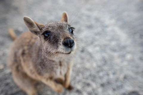 Chillagoe Caves And Outback Day Trip From Cairns - Accommodation Georgetown 2