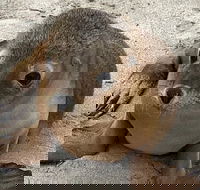 Kangaroo Island Scenic Trail Tour - Accommodation Georgetown