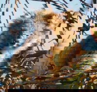 2-Hour Koala Walking Tour in Kangaroo Island - Accommodation Georgetown