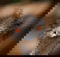 Currumbin Wildlife Sanctuary General Entry Ticket - Accommodation Georgetown