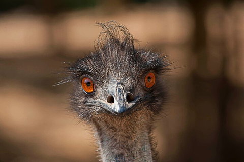 Currumbin Wildlife Sanctuary General Entry Ticket - Accommodation Georgetown 0