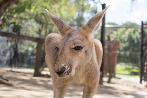 Currumbin Wildlife Sanctuary General Entry Ticket - Accommodation Georgetown 2