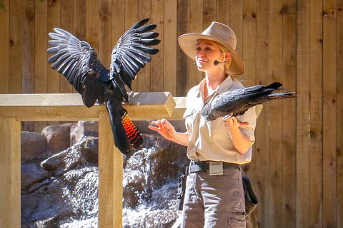 Currumbin Wildlife Sanctuary General Entry Ticket - Accommodation Georgetown 4