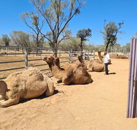 West MacDonnell Ranges Half-Day Small-Group Tour with Camel Ride - Accommodation Georgetown