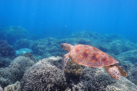 Calypso Outer Great Barrier Reef Cruise From Port Douglas - Accommodation Georgetown 2