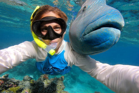 Calypso Outer Great Barrier Reef Cruise From Port Douglas - Accommodation Georgetown 5