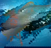 Great Barrier Reef Snorkeling and Diving Cruise from Cairns - Accommodation Georgetown