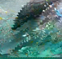 2-Day Moreton Island 4WD Camping Tour from Brisbane - Accommodation Georgetown