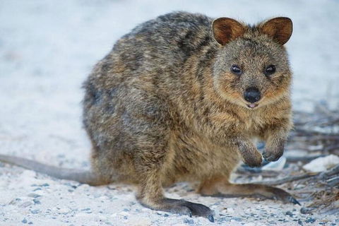 Rottnest Island Bayseeker Day Trip From Perth - Accommodation Georgetown 2