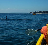 Mornington Peninsula Kayak Coastline Tour of Dolphin Sanctuary - Accommodation Georgetown