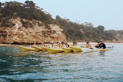 Mornington Peninsula Kayak Coastline Tour Of Dolphin Sanctuary - Accommodation Georgetown 4