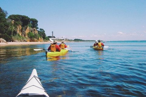 Mornington Peninsula Kayak Coastline Tour Of Dolphin Sanctuary - Accommodation Georgetown 5