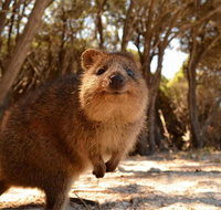Wave Rock  Rottnest Island - Air  Ground Tour - Accommodation Georgetown
