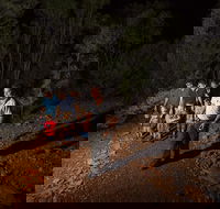 Alice Springs Desert Park Nocturnal Tour - Accommodation Georgetown