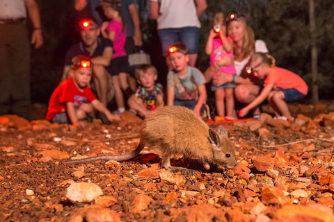 Alice Springs Desert Park Nocturnal Tour - Accommodation Georgetown 1