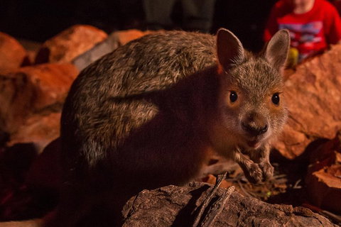Alice Springs Desert Park Nocturnal Tour - Accommodation Georgetown 3