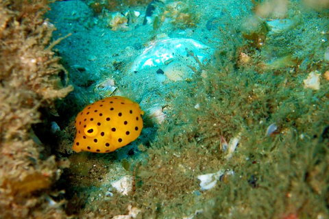 Wave Break Island Scuba Diving On The Gold Coast - Accommodation Georgetown 3