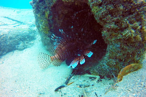 Wave Break Island Scuba Diving On The Gold Coast - Accommodation Georgetown 5