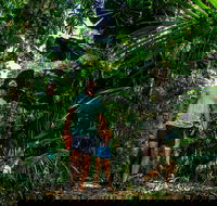 Full Day Daintree Rainforest and Mossman Gorge Tour - Accommodation Georgetown