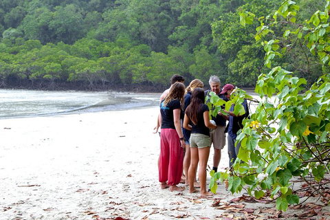 Full Day Daintree Rainforest And Mossman Gorge Tour - Accommodation Georgetown 2