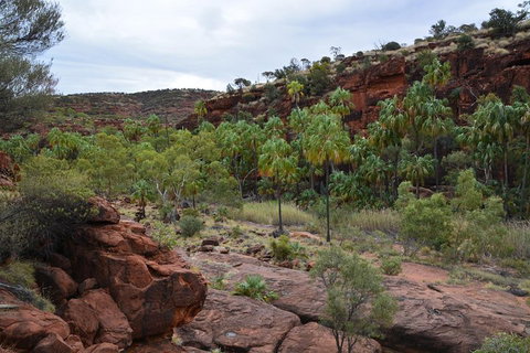 Palm Valley And Hermannsburg 1 Day 4WD Tour - Accommodation Georgetown 4