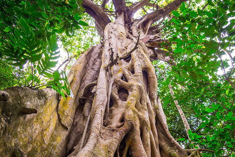 Mossman Gorge Adventure Day - Accommodation Georgetown 1
