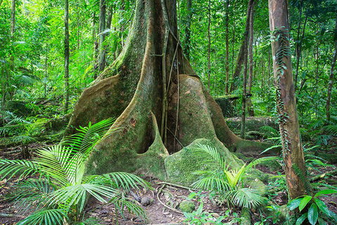 Mossman Gorge Adventure Day - Accommodation Georgetown 4
