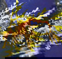 SEA LIFE Melbourne Aquarium Admission Ticket - Accommodation Georgetown