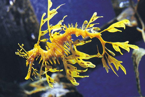 SEA LIFE Melbourne Aquarium Admission Ticket - Accommodation Georgetown 0