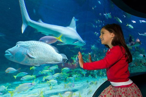 SEA LIFE Melbourne Aquarium Admission Ticket - Accommodation Georgetown 1