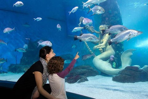 SEA LIFE Melbourne Aquarium Admission Ticket - Accommodation Georgetown 4