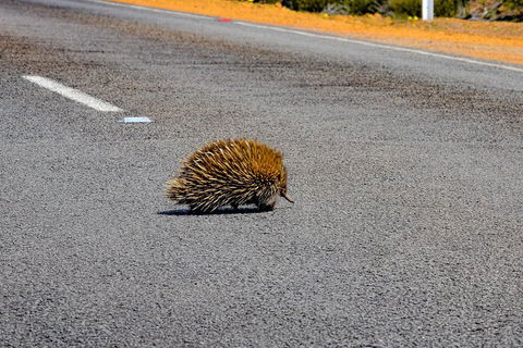 Kangaroo Island Luxury Small Group 'Flinders Chase Focus' Full Day Tour - Accommodation Georgetown 3