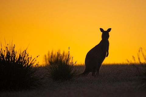 Kangaroo Island Luxury Small Group 'Flinders Chase Focus' Full Day Tour - Accommodation Georgetown 5