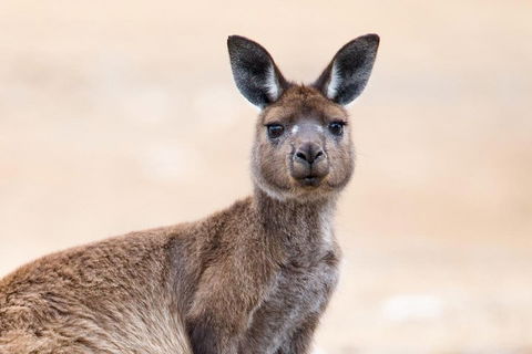 Kangaroo Island Luxury Small Group 'East End Explorer' Full Day Tour - Accommodation Georgetown 1