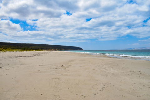 Kangaroo Island Luxury Small Group 'East End Explorer' Full Day Tour - Accommodation Georgetown 3