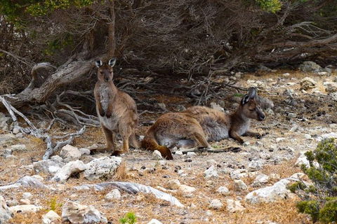 Kangaroo Island Luxury Small Group 'East End Explorer' Full Day Tour - Accommodation Georgetown 4