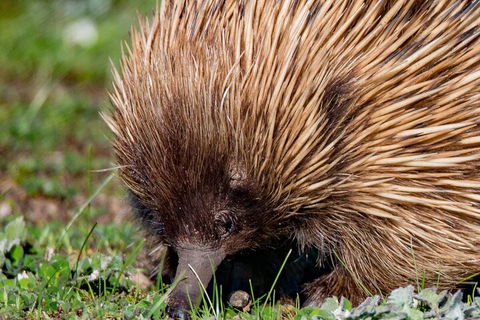 Kangaroo Island Luxury Small Group 'East End Explorer' Full Day Tour - Accommodation Georgetown 5