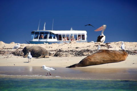 Dolphin, Penguin And Sea Lion Cruise - Accommodation Georgetown 1